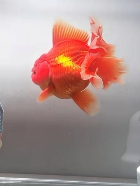 如何判斷金魚是否受傷，如何判斷金魚受傷