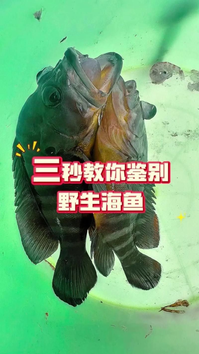 如何判斷深海紅龍魚是否新鮮，如何挑選健康的深海紅龍魚
