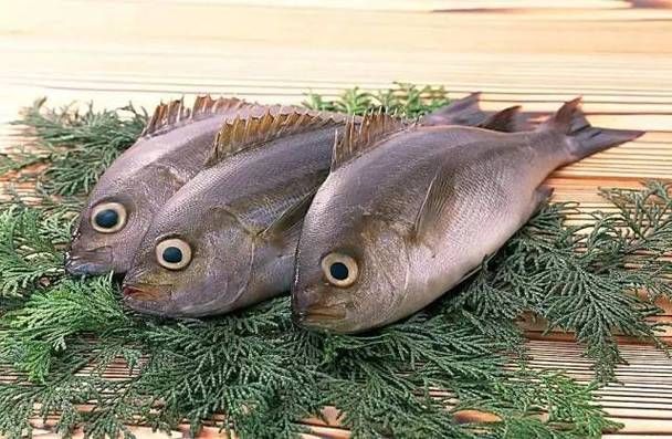 如何判斷海龍魚是否新鮮？，——權(quán)威感官判定指南（1000字詳解） 如何判斷海龍魚是否新鮮？，——權(quán)威感官判定指南（1000字詳解） 龍魚百科 第4張