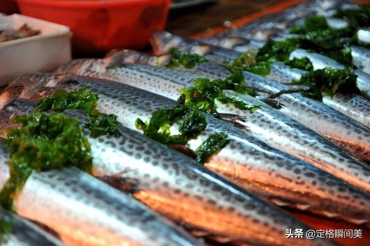 如何判斷海龍魚是否新鮮？，——權(quán)威感官判定指南（1000字詳解） 如何判斷海龍魚是否新鮮？，——權(quán)威感官判定指南（1000字詳解） 龍魚百科 第5張