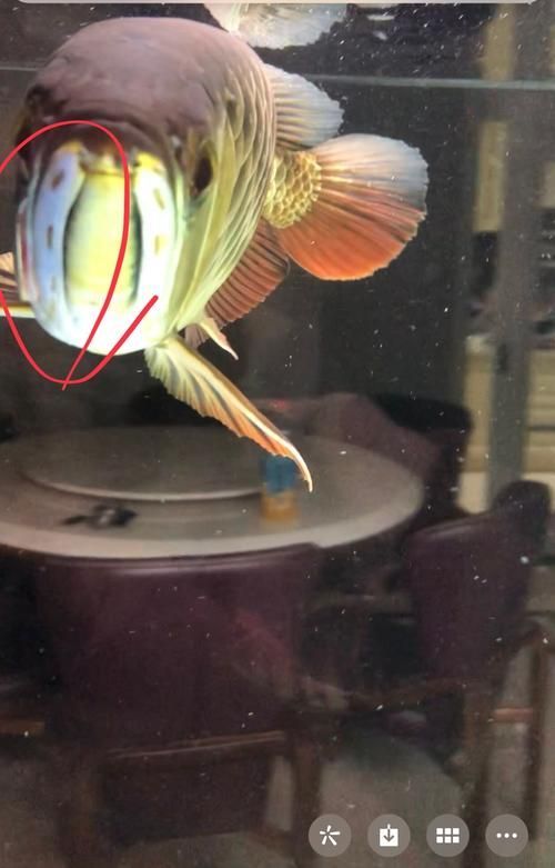 龍魚腮腺炎的癥狀有哪些？，關于龍魚腮腺炎的詳細分析