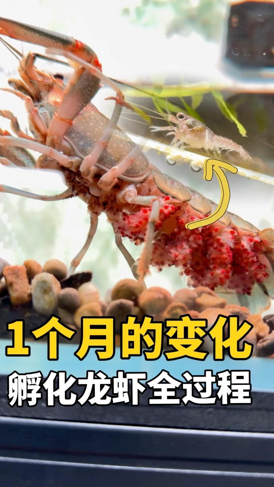 澳龍養殖有哪些成功案例，澳洲淡水龍蝦養殖成功案例