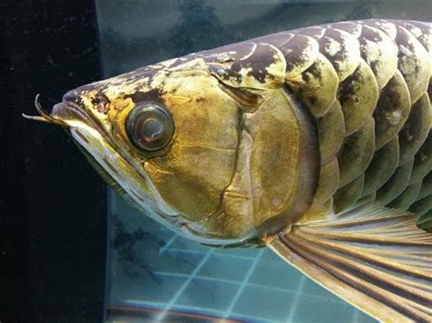 龍魚眼睛掉眼后如何恢復？，龍魚掉眼怎么辦？