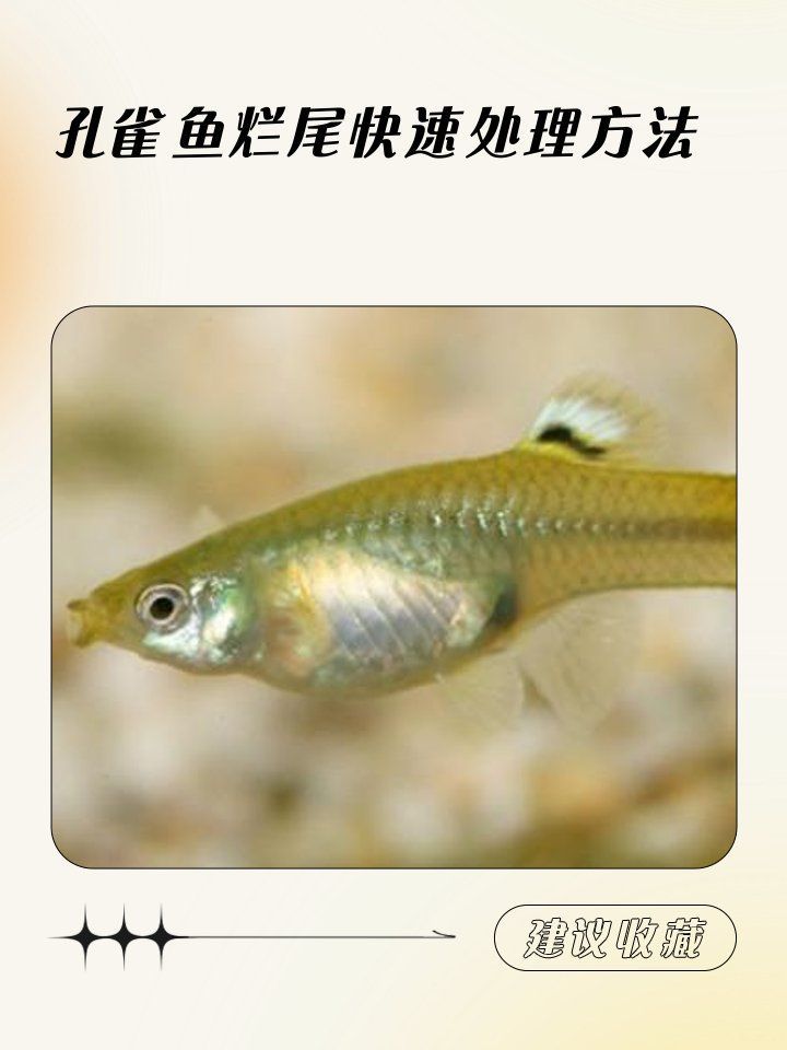 如何判斷魚爛尾的嚴(yán)重程度，cwbywej.cwbywej.cwbywej.c-