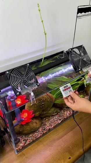 如何降低龍魚缸的水溫至30度？，北京龍魚缸水溫降至30℃并非極端操作 如何降低龍魚缸的水溫至30度？，北京龍魚缸水溫降至30℃并非極端操作 龍魚百科 第1張