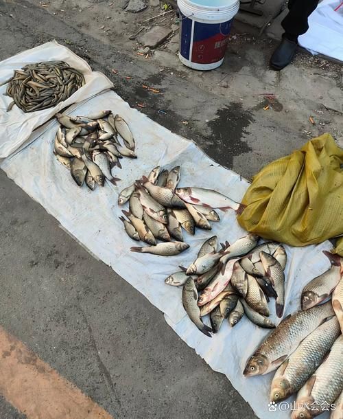 瓊中龍魚的口碑如何？，“瓊中龍魚”并非觀賞性龍魚