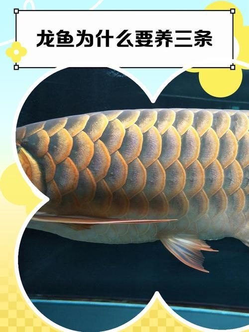 如何判斷龍魚是否適應水位？，如何判斷龍魚是否適應當前水位