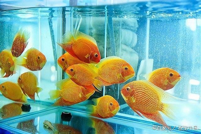 如何判斷龍魚是否適應水位？，如何判斷龍魚是否適應當前水位