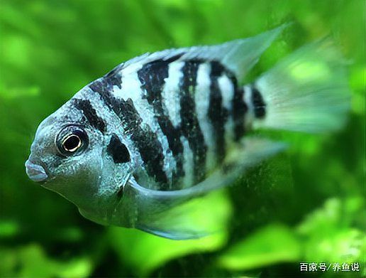 如何判斷龍魚是否適應水位？，如何判斷龍魚是否適應當前水位