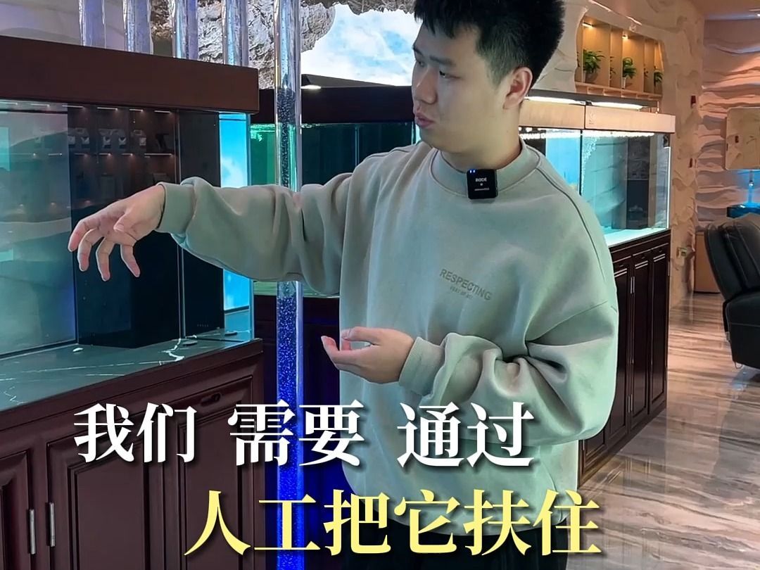 龍魚(yú)外傷漏出內(nèi)臟還能恢復(fù)嗎視頻，魚(yú)外傷漏出內(nèi)臟后恢復(fù)能力取決于多種因素包括傷口的嚴(yán)重程度