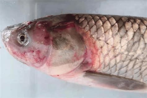龍魚(yú)外傷漏出內(nèi)臟還能恢復(fù)嗎視頻，魚(yú)外傷漏出內(nèi)臟后恢復(fù)能力取決于多種因素包括傷口的嚴(yán)重程度