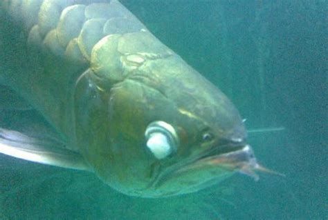 龍魚眼睛發白會自己好起來嗎？，龍魚眼睛發白怎么辦