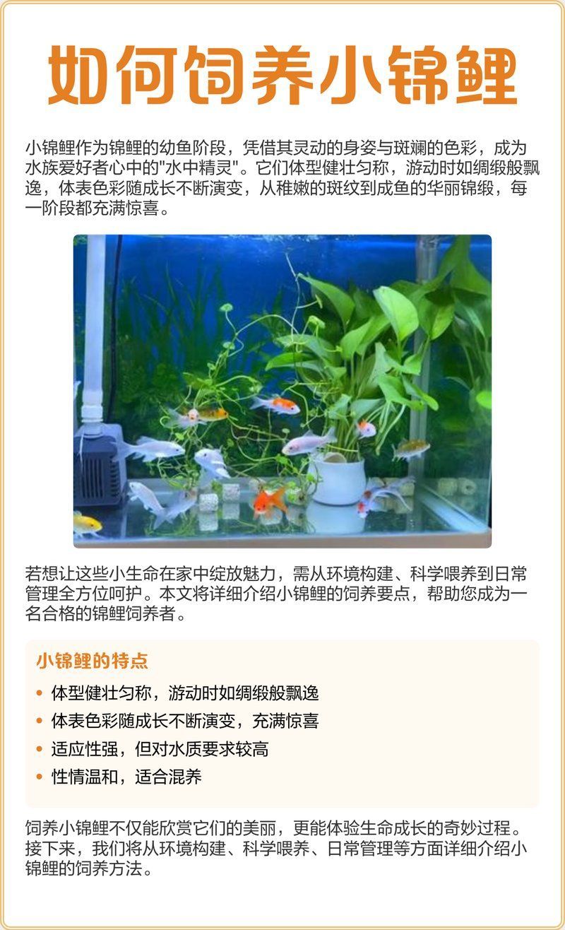 錦鯉的養(yǎng)殖技巧有哪些，觀賞魚中的佼佼者，錦鯉養(yǎng)殖技巧對(duì)于保持低蛋白易消化