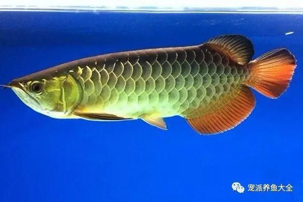 如何區分金龍魚的品系，不同品系的金龍魚在顏色上會有細微的差別，深受玩家喜愛 如何區分金龍魚的品系，不同品系的金龍魚在顏色上會有細微的差別，深受玩家喜愛 龍魚百科 第2張