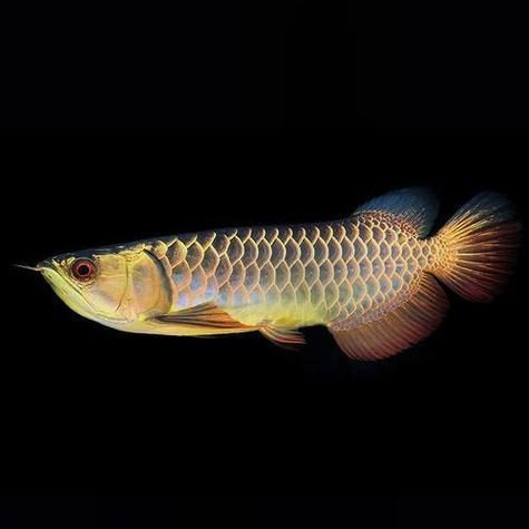 如何區分金龍魚的品系，不同品系的金龍魚在顏色上會有細微的差別，深受玩家喜愛 如何區分金龍魚的品系，不同品系的金龍魚在顏色上會有細微的差別，深受玩家喜愛 龍魚百科 第3張