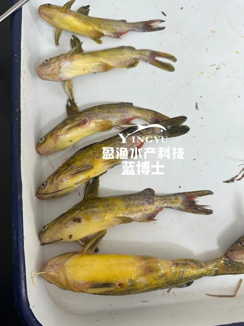 如何判斷龍魚有寄生蟲，arxiv論文助手arxiv論文助手arxiv論文助手