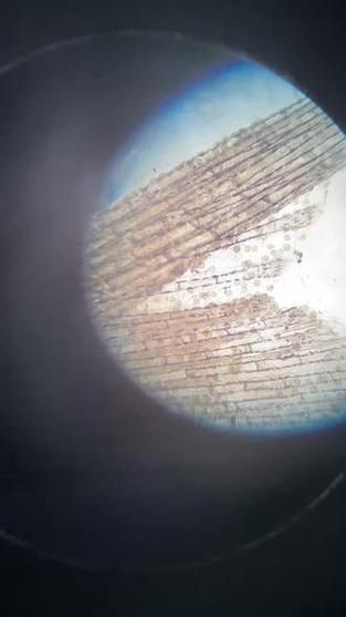 如何判斷龍魚有寄生蟲，arxiv論文助手arxiv論文助手arxiv論文助手