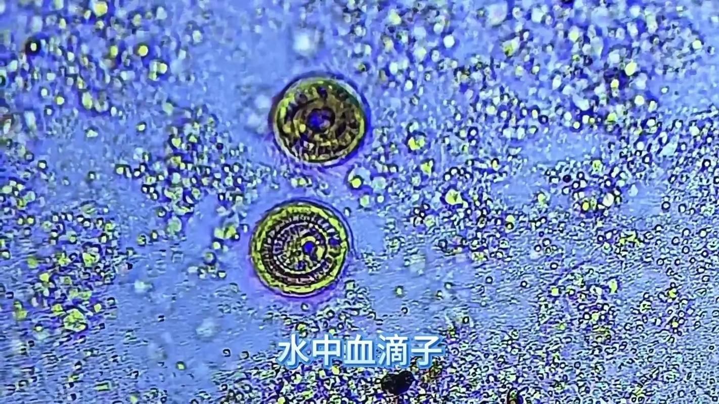 如何判斷龍魚有寄生蟲，arxiv論文助手arxiv論文助手arxiv論文助手