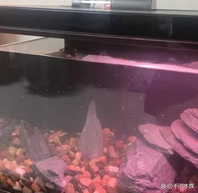 如何判斷龍魚有寄生蟲，arxiv論文助手arxiv論文助手arxiv論文助手