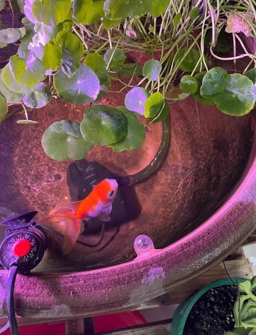 高錳酸鉀治療金魚爛尾的具體步驟，高錳酸鉀治療金魚爛尾