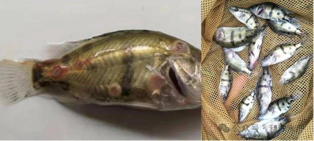 魚胸鰭根部發紅的危害，如何判斷魚胸鰭根部發紅是否嚴重