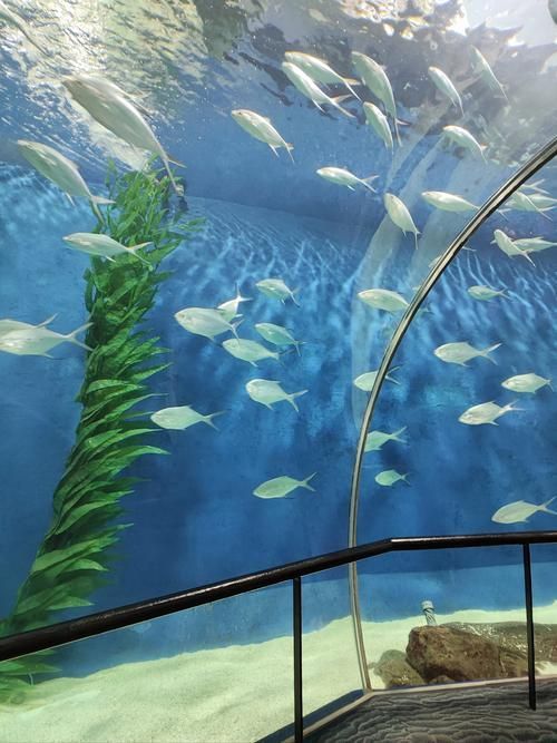 廣州花地灣水族館有哪些特色，廣州花地灣水族館有哪些特色，