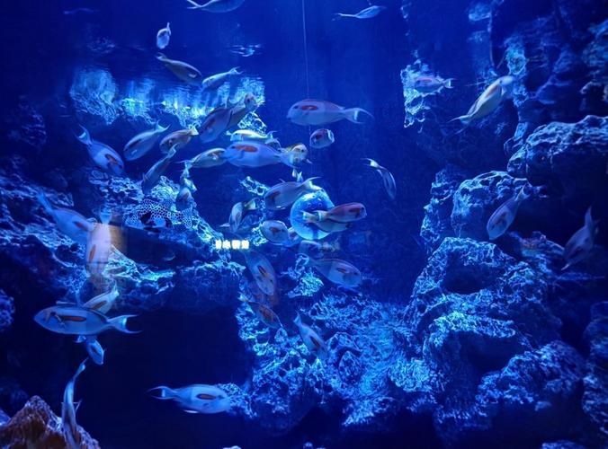 廣州花地灣水族館有哪些特色，廣州花地灣水族館有哪些特色，