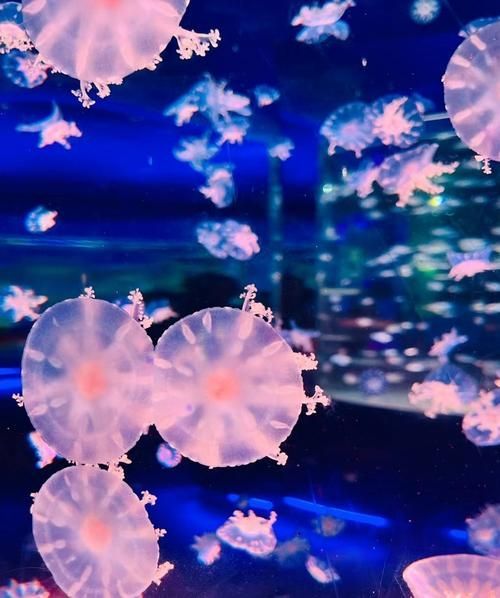 廣州花地灣水族館有哪些特色，廣州花地灣水族館有哪些特色，