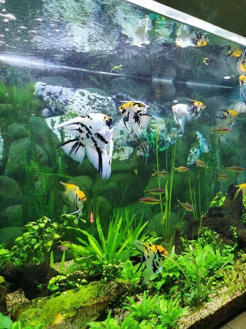 廣州花地灣水族館有哪些特色，廣州花地灣水族館有哪些特色，