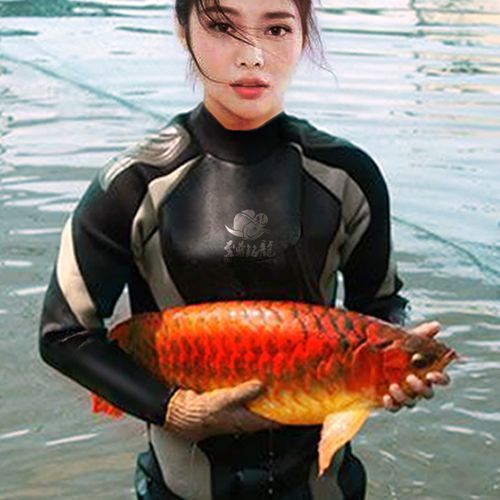 龍魚之家有哪些明星品種？，龍魚之家的明星品種