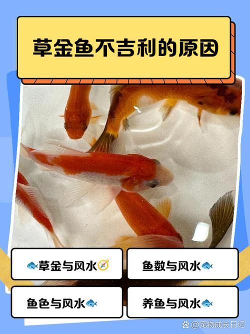 十大最不吉利魚，年夜飯中被認為“不吉利”的十種魚，吃魚不僅是為了美味