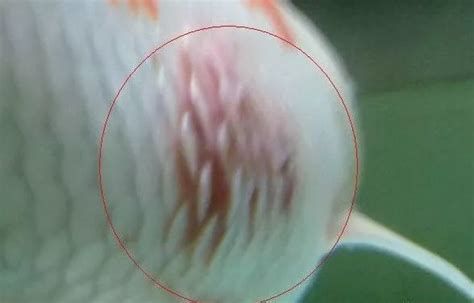 雷龍魚鰭充血最簡單三個過程，雷龍魚鰭充血最簡單三個過程，最簡單有效的處理從簡單到復雜依次