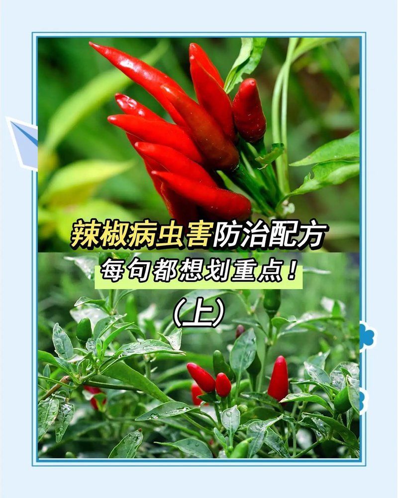 如何防治紅龍辣椒的病蟲害，如何防治紅龍辣椒病蟲害？
