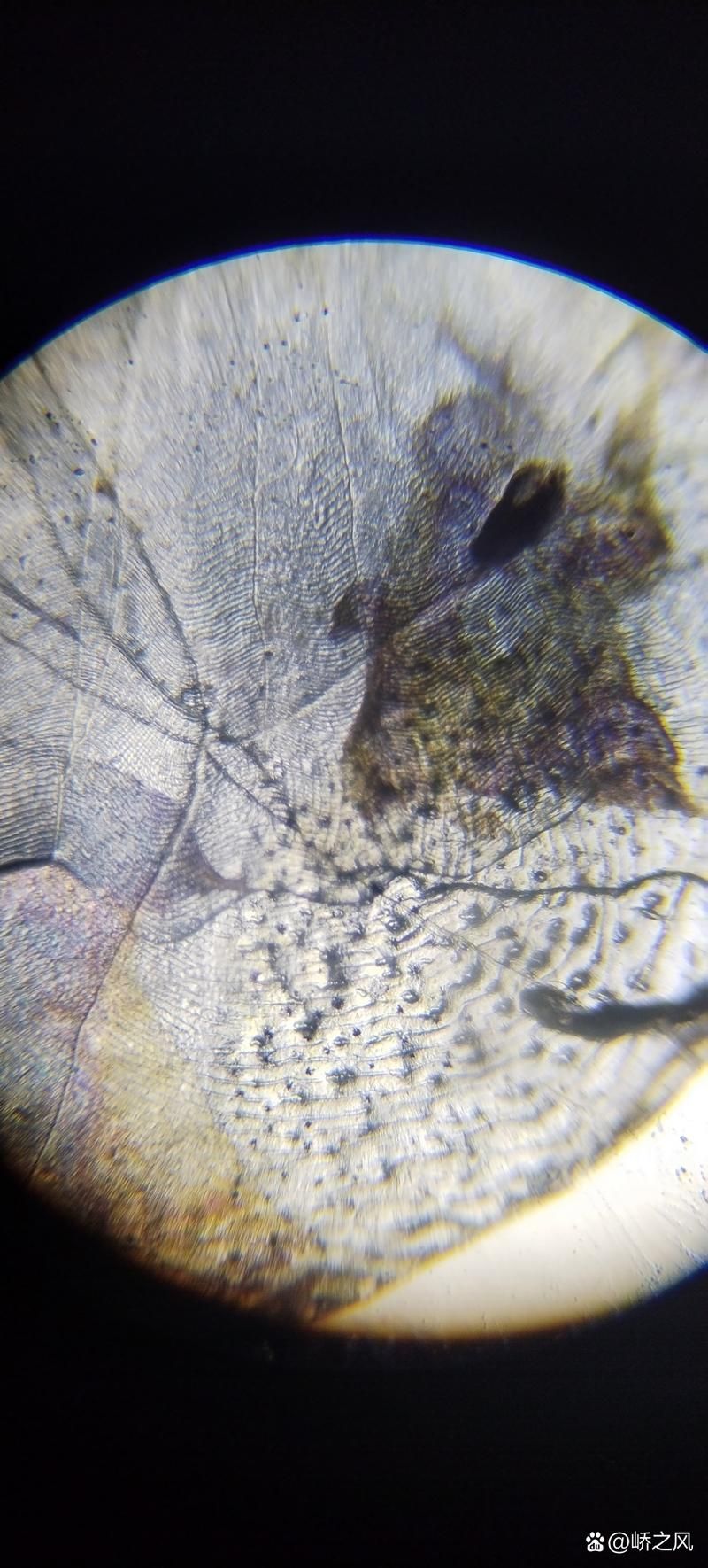 野生紅龍魚視頻，野生紅龍魚的生物學特征