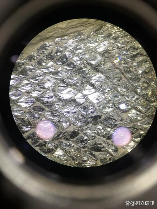 野生紅龍魚視頻，野生紅龍魚的生物學特征