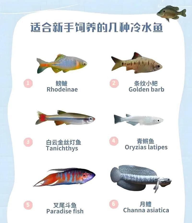 能否提供冷水觀賞魚養殖的詳細步驟，冷水觀賞魚可以養嗎？