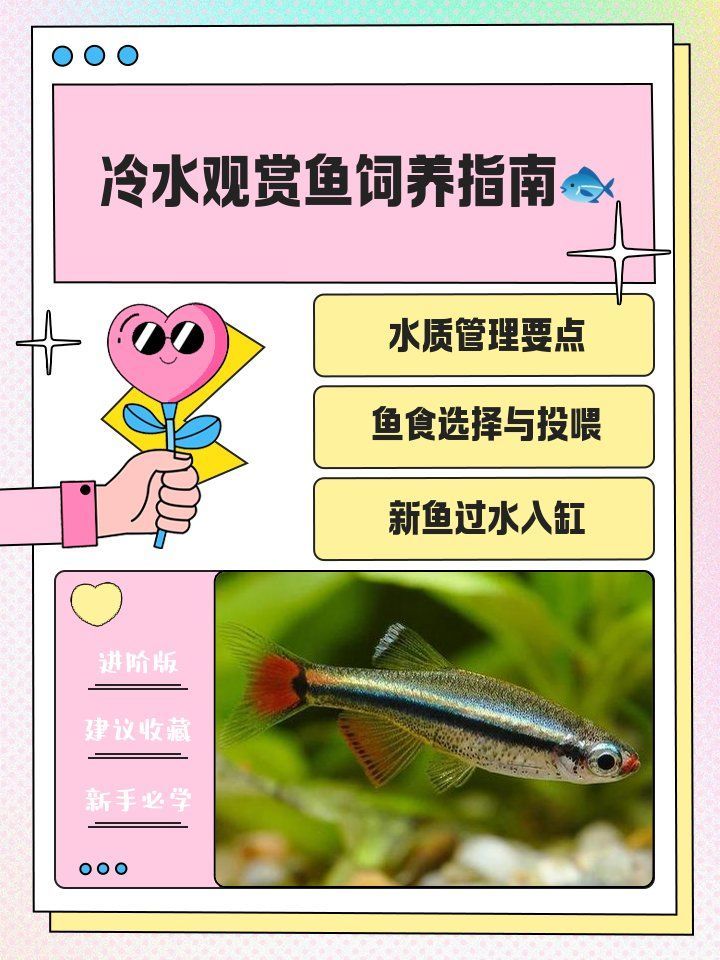 能否提供冷水觀賞魚養殖的詳細步驟，冷水觀賞魚可以養嗎？