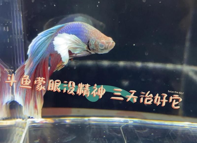 哪些藥物可以有效治療魚眼白膜，中藥方治療魚眼白膜的具體用法是什么