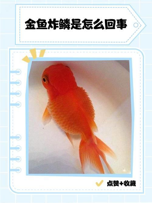 如何預(yù)防金魚豎鱗病，如何預(yù)防金魚豎鱗病（1000字+配圖指南）