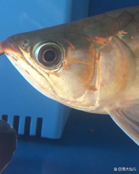 如何判斷龍魚白膜是否感染？，如何判斷龍魚白膜感染