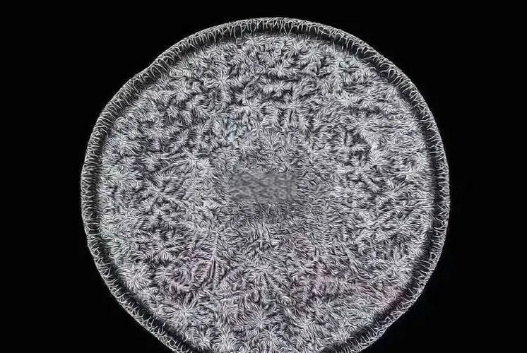 哪些因素會影響龍魚鱗片再生？，龍魚鱗片再生 哪些因素會影響龍魚鱗片再生？，龍魚鱗片再生 龍魚百科 第2張