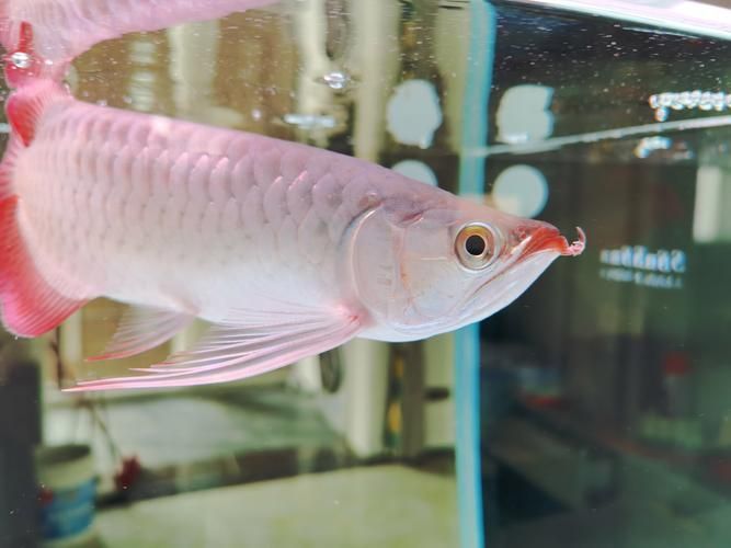 如何判斷龍魚的胡須是否健康？，如何判斷龍魚的胡須是否健康