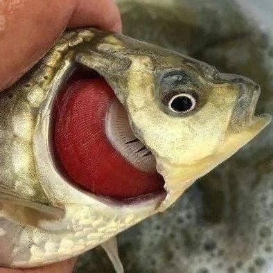 詳解（1000字和配圖）哪些藥物可以有效治療龍魚鰓病？，龍魚鰓病怎么治療？ 詳解（1000字和配圖）哪些藥物可以有效治療龍魚鰓病？，龍魚鰓病怎么治療？ 龍魚百科 第3張