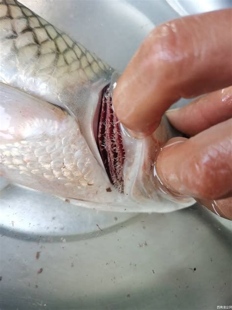 詳解（1000字和配圖）哪些藥物可以有效治療龍魚鰓病？，龍魚鰓病怎么治療？ 詳解（1000字和配圖）哪些藥物可以有效治療龍魚鰓病？，龍魚鰓病怎么治療？ 龍魚百科 第2張