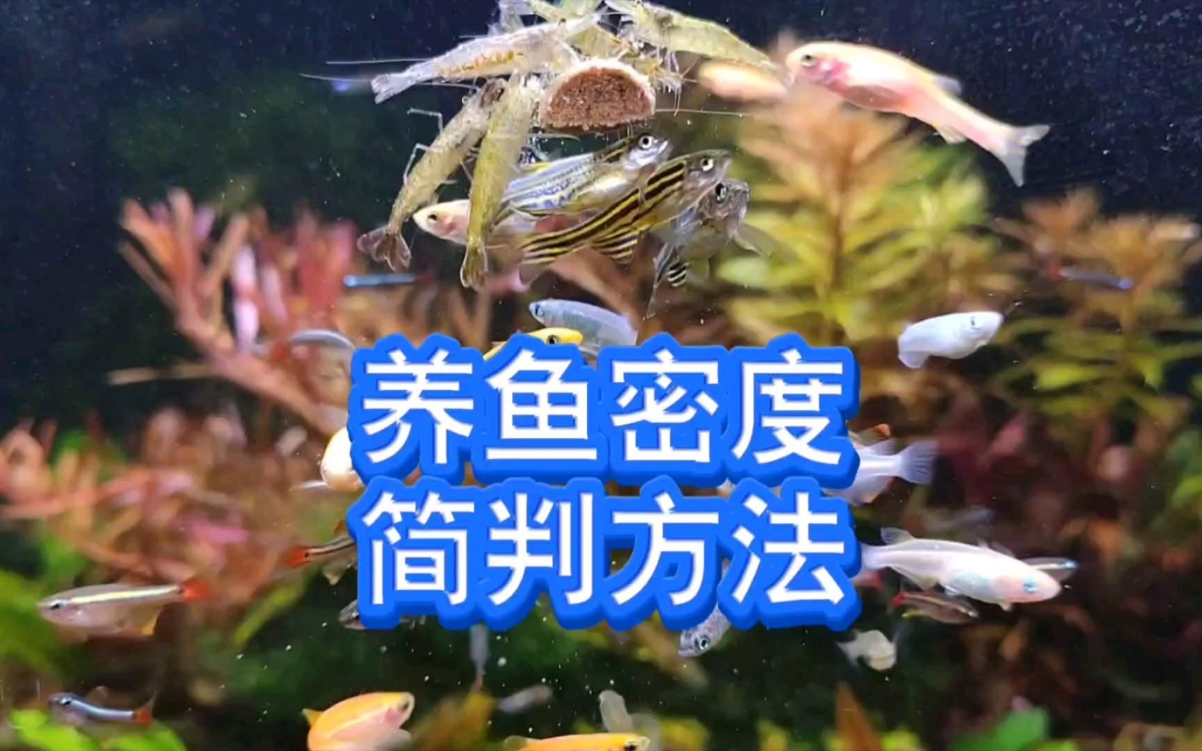 如何判斷魚缸密度是否合適，如何判斷魚缸的密度是否合適