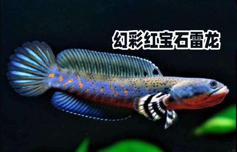 如何區(qū)分不同品系的雷龍魚，如何區(qū)分雷龍魚