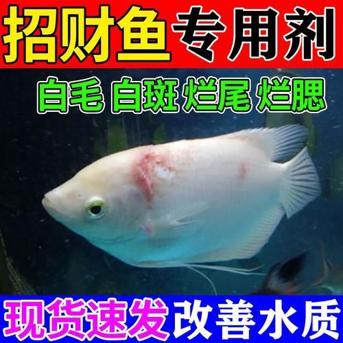 如何預防紅眼招財魚生病，家庭水族箱中的熱門觀賞魚——紅眼招財魚