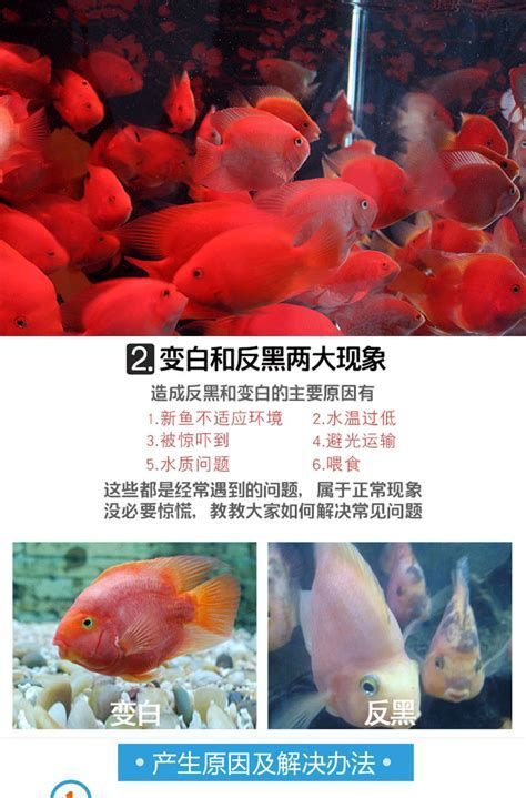 紅龍魚鱗片發黑是什么病，紅龍魚鱗片發黑可能是由多種原因引起的