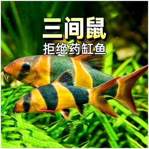 祥龍魚場的三間鼠魚質(zhì)量如何？，祥龍魚場是否有三間鼠魚？如何判斷三間鼠魚的質(zhì)量？
