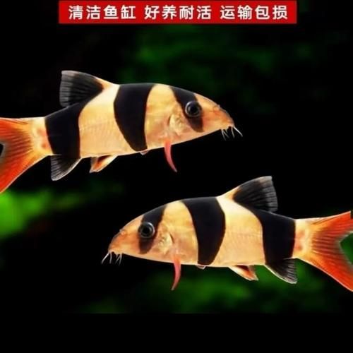 祥龍魚場的三間鼠魚質(zhì)量如何？，祥龍魚場是否有三間鼠魚？如何判斷三間鼠魚的質(zhì)量？